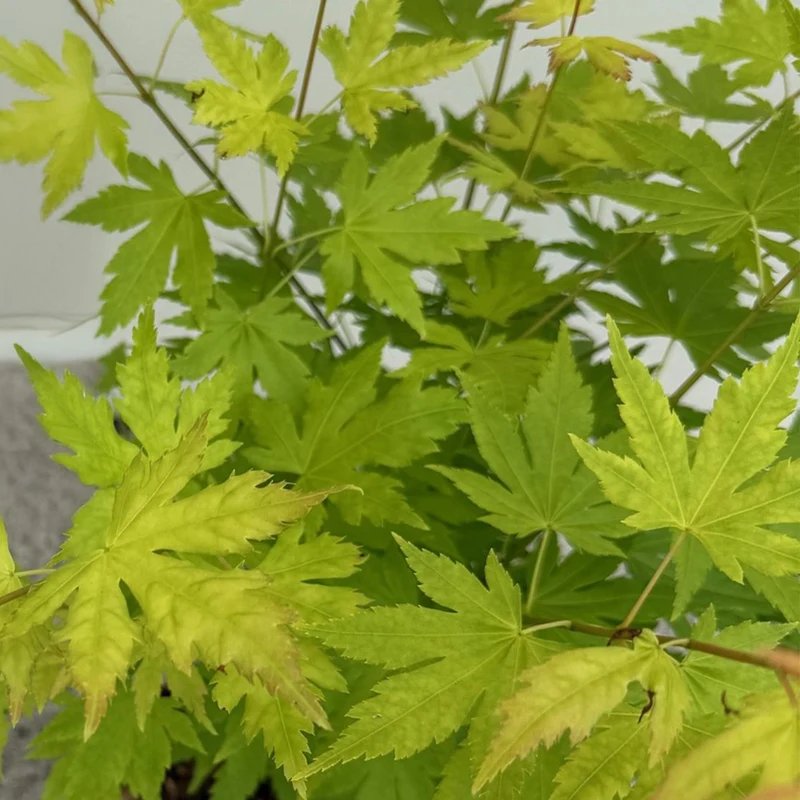 Japanischer Ahorn - Acer palmatum Orange Dream - Orange - 2 Pflanzen - Laubabwerfend - Topf 19cm Höhe 70cm