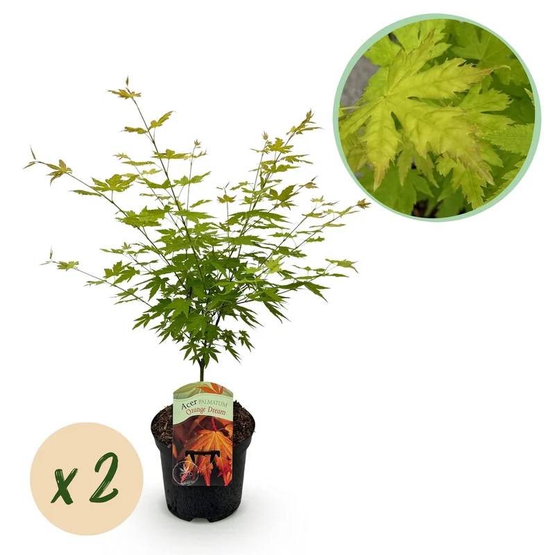 Japanischer Ahorn - Acer palmatum Orange Dream - Orange - 2 Pflanzen - Laubabwerfend - Topf 19cm Höhe 70cm