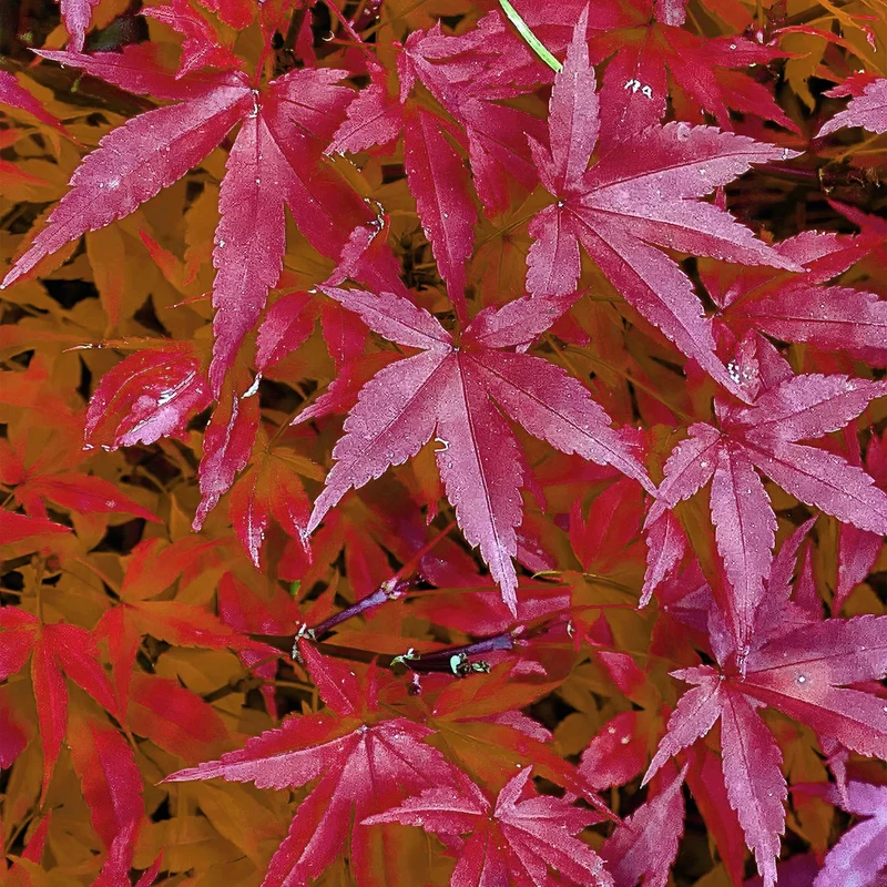 Japanischer Ahorn - Acer palmatum Pink Dwarf - Rosa - 2 Pflanzen - Laubabwerfend - Topf 19cm Höhe 70cm