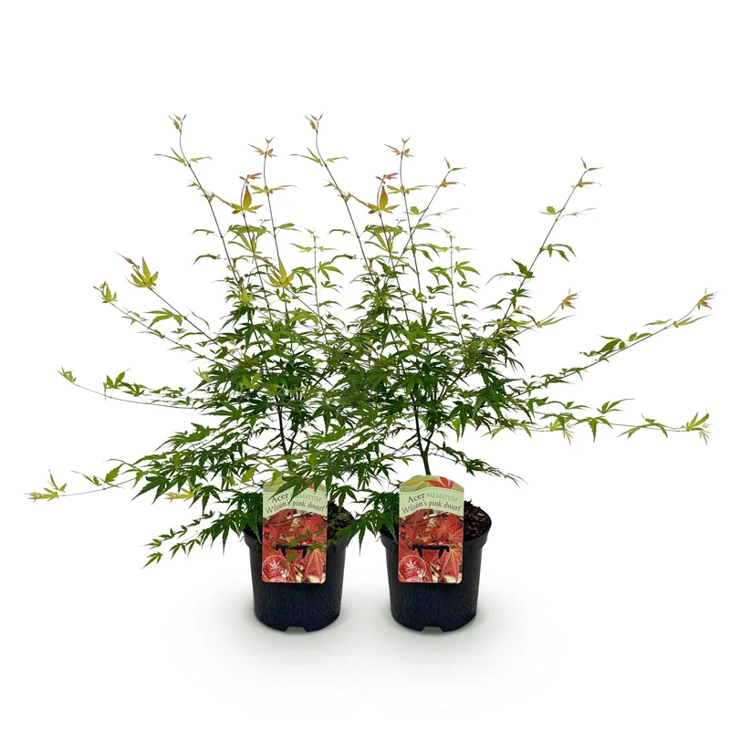 Japanischer Ahorn - Acer palmatum Pink Dwarf - Rosa - 2 Pflanzen - Laubabwerfend - Topf 19cm Höhe 70cm