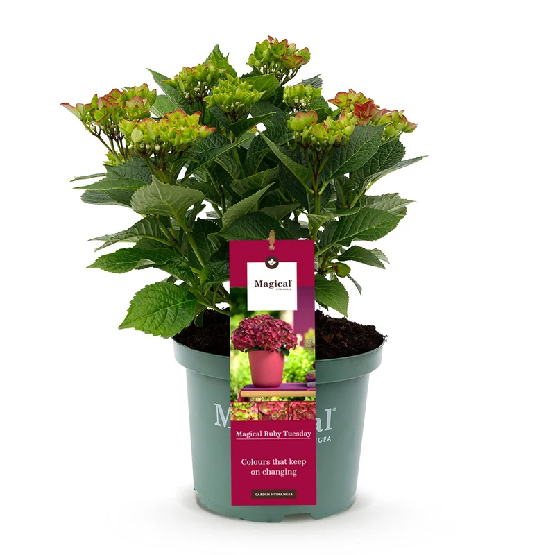 Hortensie - Hydrangea Magical Teusday & Saphire - Rot - 6-10 Blumen - Topf 23cm Höhe 55cm