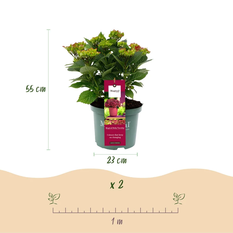 Hortensie - Hydrangea Magical Teusday & Saphire - Rot - 6-10 Blumen - Topf 23cm Höhe 55cm