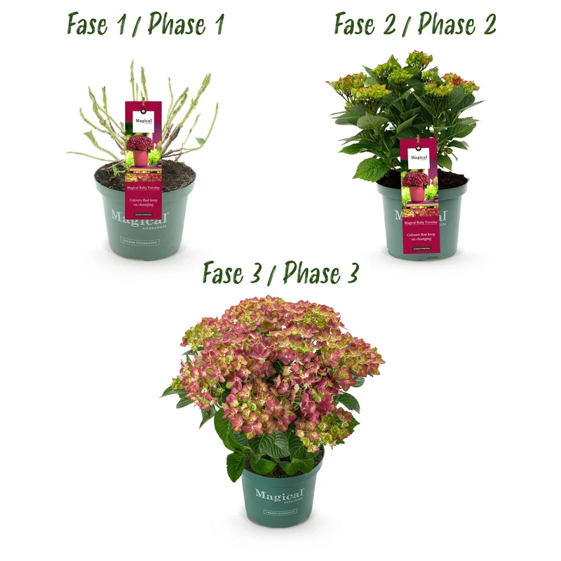 Hortensie - Hydrangea Magical Teusday & Saphire - Rot - 6-10 Blumen - Topf 23cm Höhe 55cm