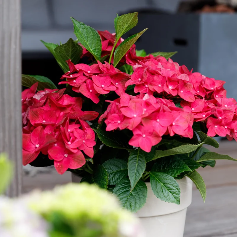Hortensie - Hydrangea Magical Teusday & Saphire - Rot - 6-10 Blumen - Topf 23cm Höhe 55cm