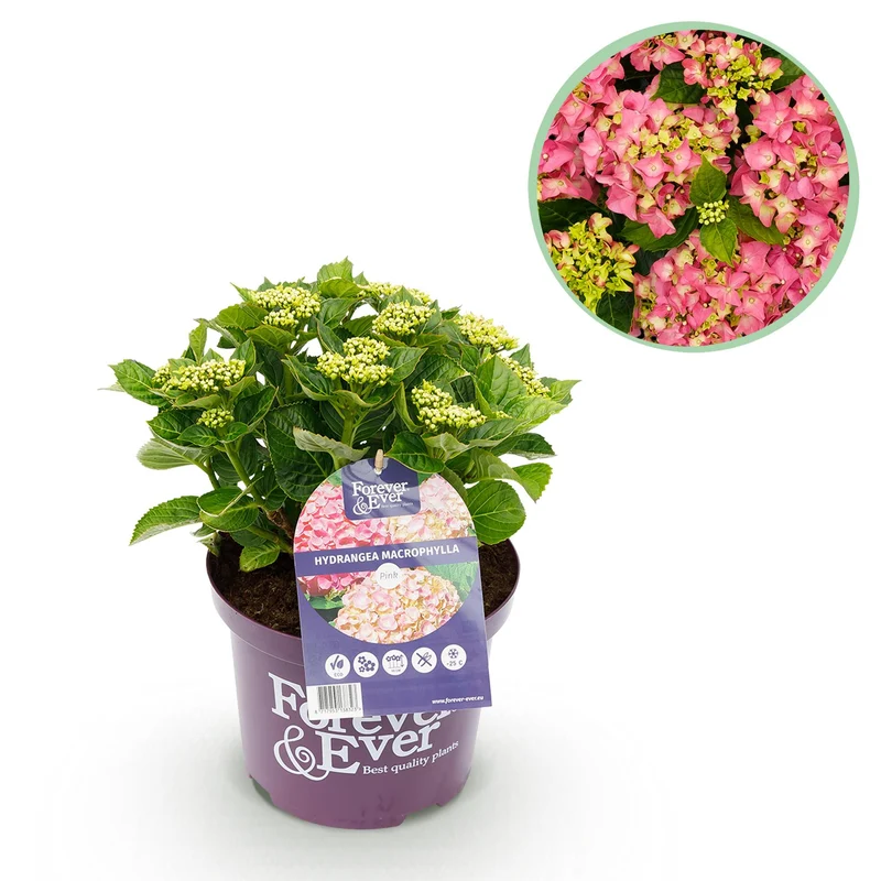 Hortensie - Hydrangea Forever & Ever - Rosa - 7-12 Blüten - Topf 23cm Höhe 55cm