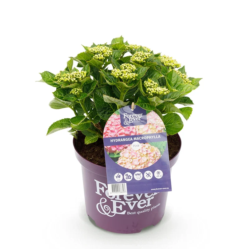 Hortensie - Hydrangea Forever & Ever - Rosa - 7-12 Blüten - Topf 23cm Höhe 55cm