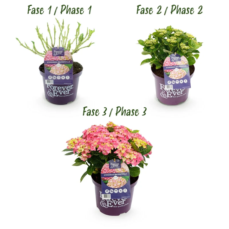Hortensie - Hydrangea Forever & Ever - Rosa - 7-12 Blüten - Topf 23cm Höhe 55cm