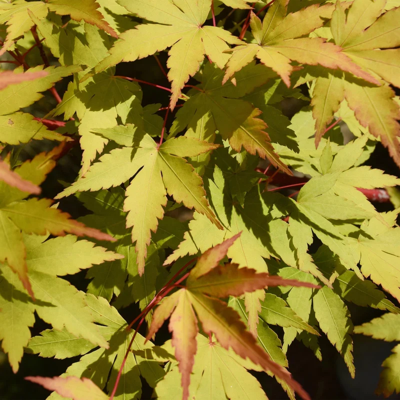 Japanischer Ahorn - Acer palmatum Summergold - Gelb - 2 Pflanzen - Laubabwerfend - Topf 19cm Höhe 70cm