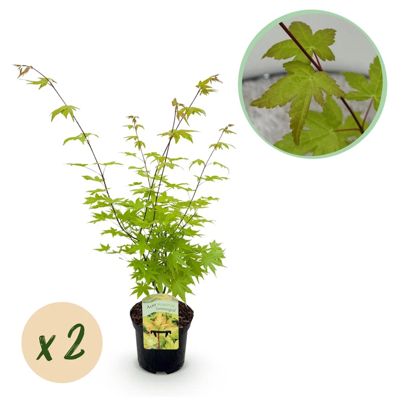 Japanischer Ahorn - Acer palmatum Summergold - Gelb - 2 Pflanzen - Laubabwerfend - Topf 19cm Höhe 70cm