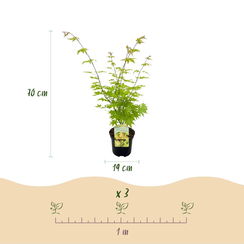 Japanischer Ahorn - Acer palmatum Summergold - Gelb - 2 Pflanzen - Laubabwerfend - Topf 19cm Höhe 70cm
