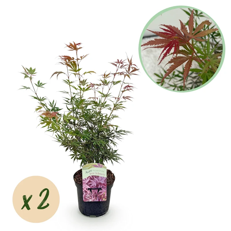 Japanischer Ahorn - Acer palmatum Jerre Swarts - Dunkelrot - 2 Pflanzen - Laubabwerfend - Topf 19cm Höhe 70cm
