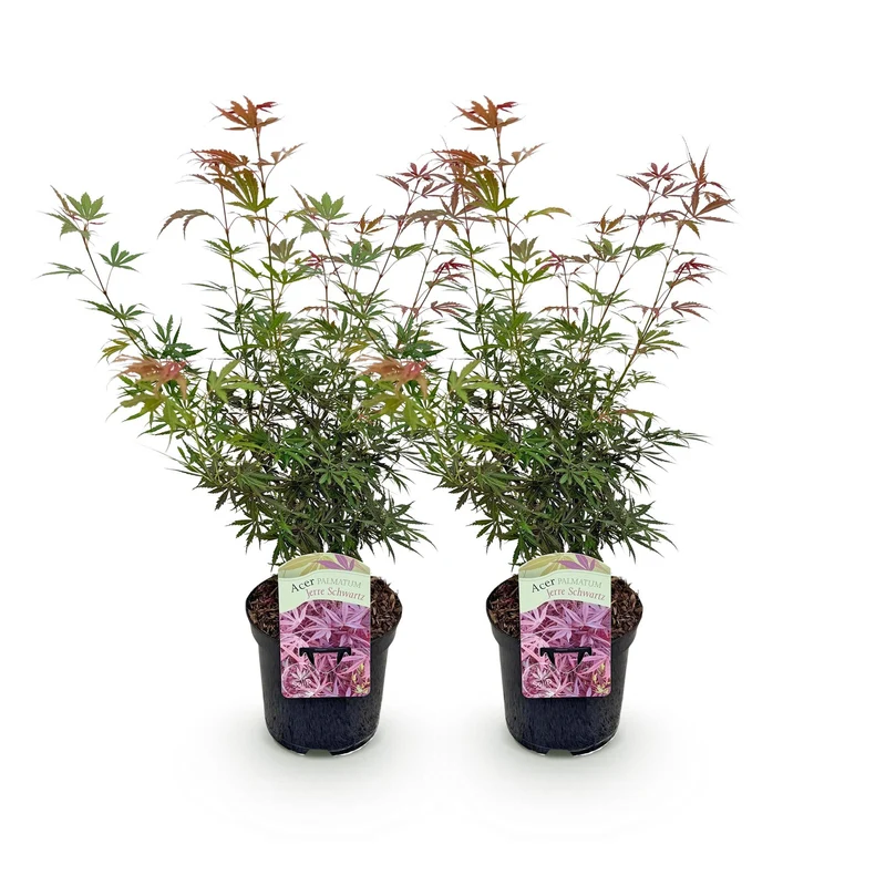 Japanischer Ahorn - Acer palmatum Jerre Swarts - Dunkelrot - 2 Pflanzen - Laubabwerfend - Topf 19cm Höhe 70cm