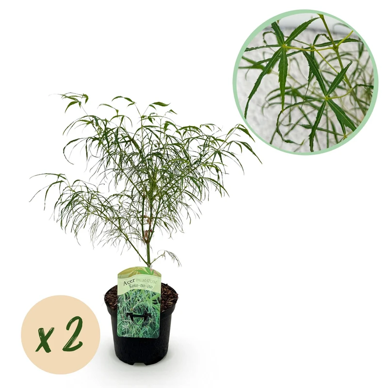 Japanischer Ahorn - Acer palmatum Koto-no-ito - Grün - 2 Pflanzen - Laubabwerfend - Topf 19cm Höhe 70cm