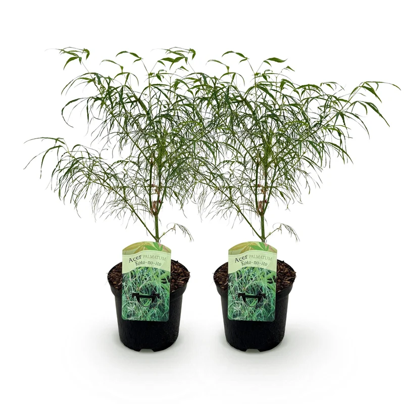 Japanischer Ahorn - Acer palmatum Koto-no-ito - Grün - 2 Pflanzen - Laubabwerfend - Topf 19cm Höhe 70cm