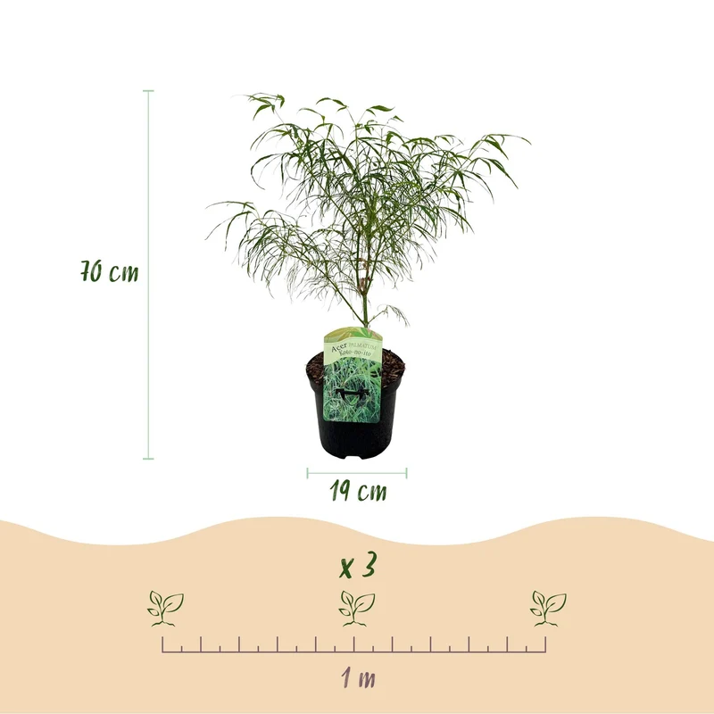 Japanischer Ahorn - Acer palmatum Koto-no-ito - Grün - 2 Pflanzen - Laubabwerfend - Topf 19cm Höhe 70cm