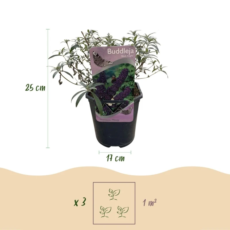 Schmetterlingsstrauch - Buddleja davidii Purple Emperor - Blüte Lila - 1 Pflanze - Laubabwerfend - Schmetterlingsanziehend - Topf 17cm Höhe 25cm