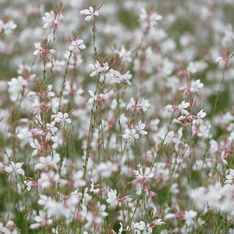 6x Gaura lindheimeri - ↕10-25cm - Ø9cm