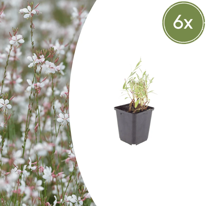 6x Gaura lindheimeri - ↕10-25cm - Ø9cm