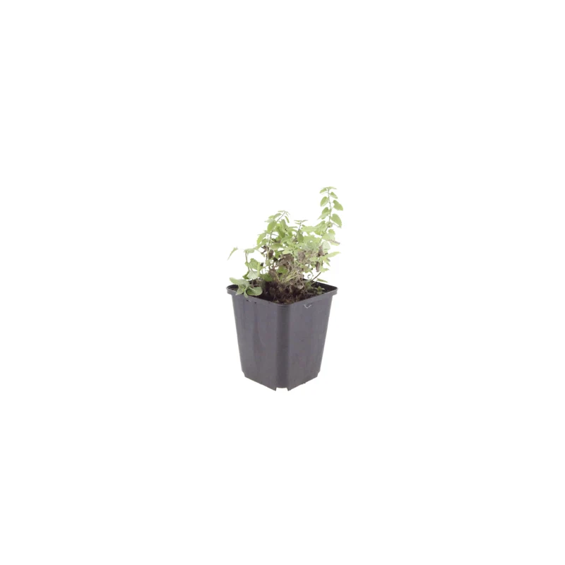 6x Nepeta faassenii - ↕10-25cm - Ø9cm