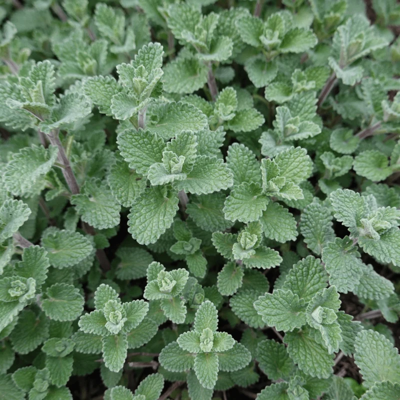 6x Nepeta faassenii - ↕10-25cm - Ø9cm