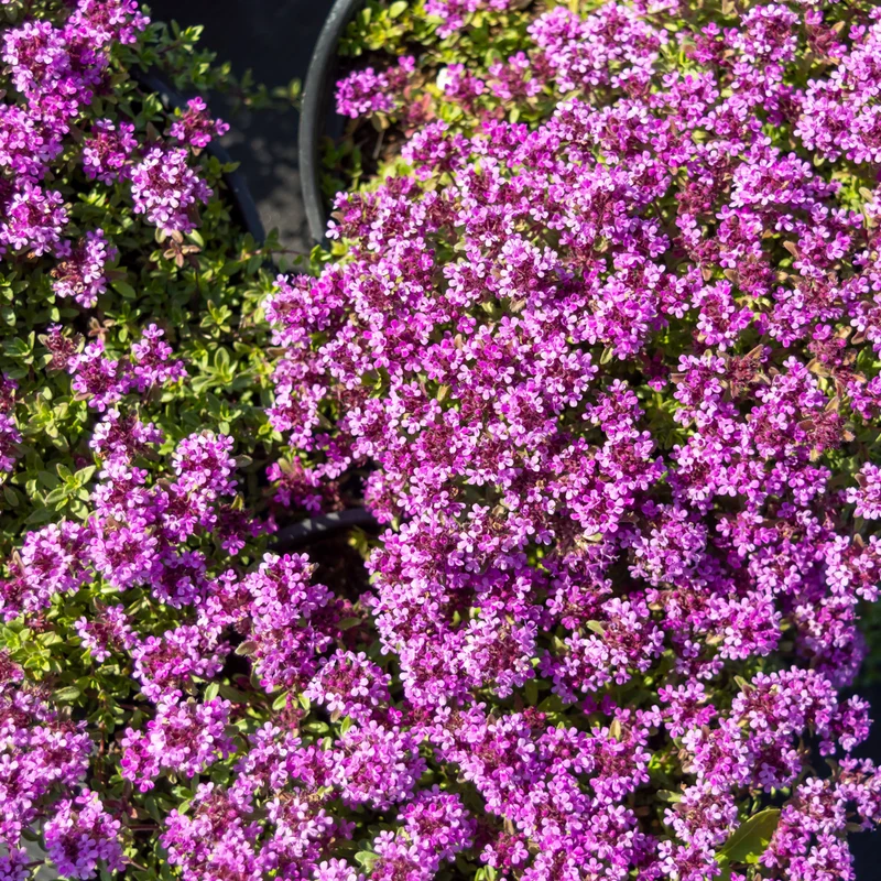 6x Thymus praecox 'Coccineus' - ↕10-25cm - Ø9cm