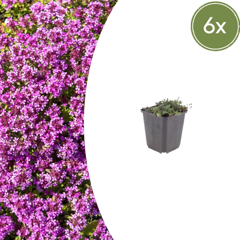 6x Thymus praecox 'Coccineus' - ↕10-25cm - Ø9cm