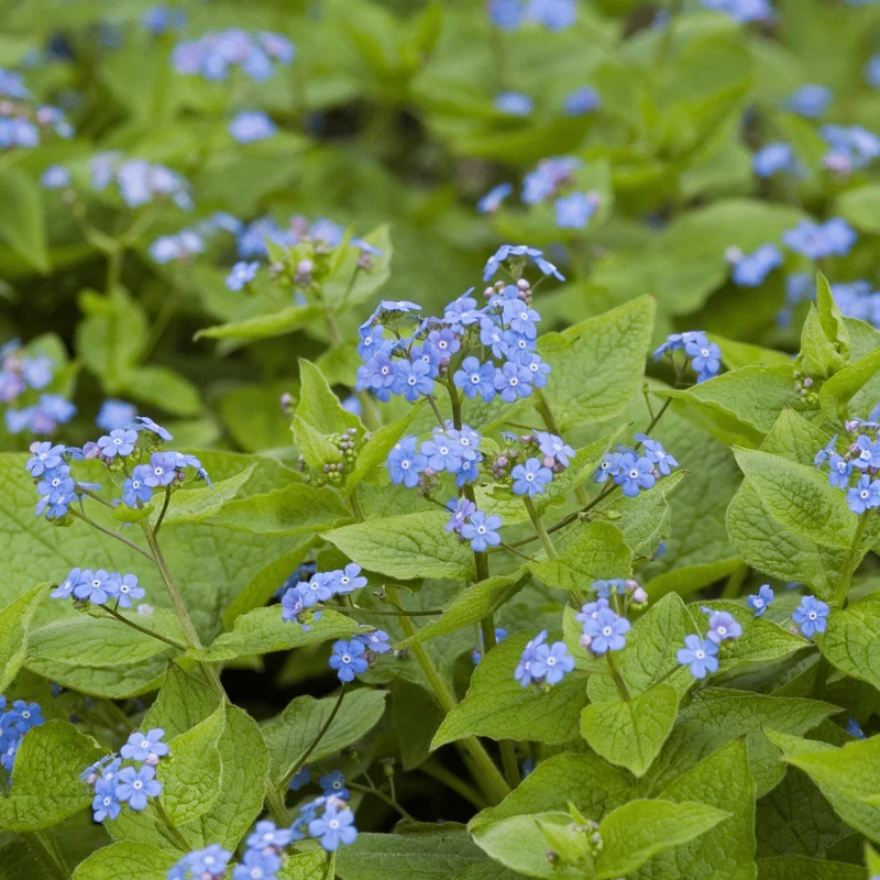 6x Kaukasusvergissmeinnicht kaufen – Brunnera macrophylla - ↕10-25cm - Ø9cm