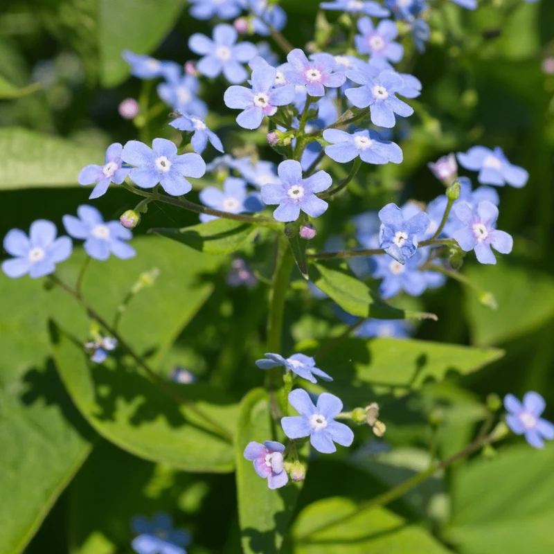 6x Kaukasusvergissmeinnicht kaufen – Brunnera macrophylla - ↕10-25cm - Ø9cm