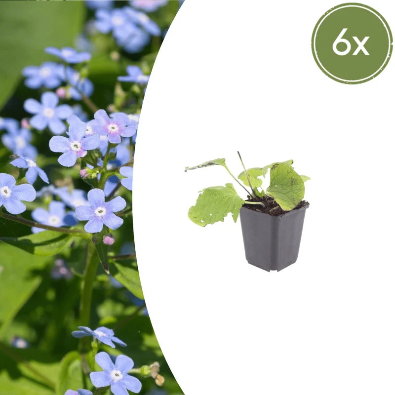 6x Kaukasusvergissmeinnicht kaufen – Brunnera macrophylla - ↕10-25cm - Ø9cm