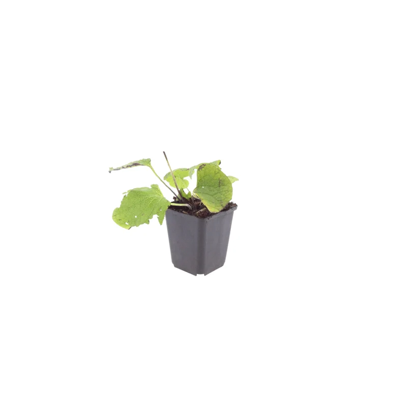 6x Kaukasusvergissmeinnicht kaufen – Brunnera macrophylla - ↕10-25cm - Ø9cm