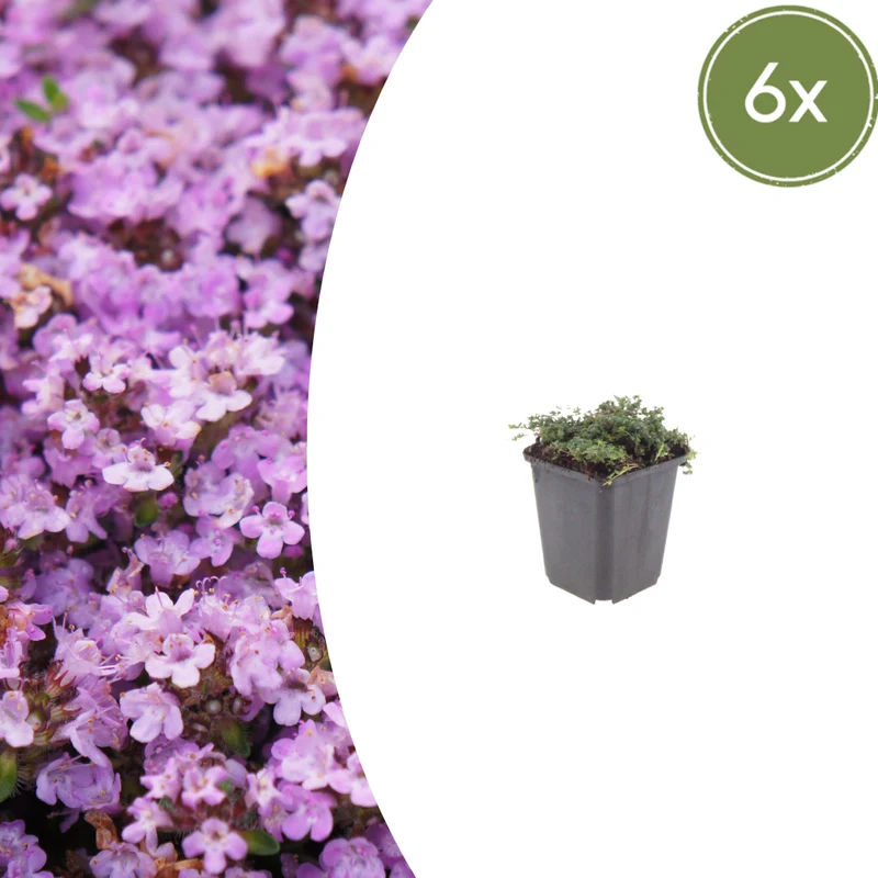 6x Thymus praecox 'Purple Beauty' - ↕10-25cm - Ø9cm