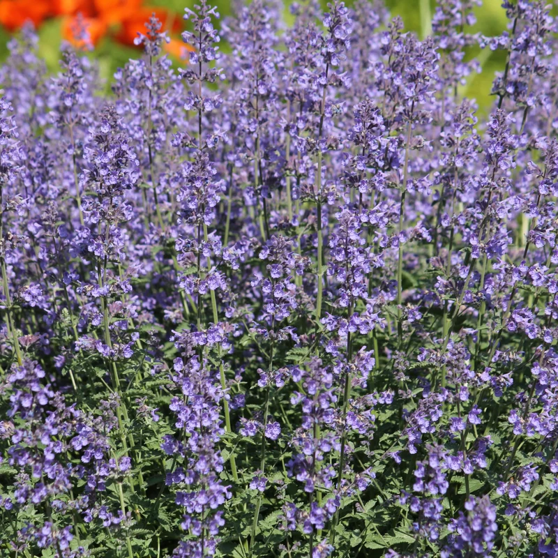 6x Katzenminze kaufen – Nepeta 'Grol' - ↕10-25cm - Ø9cm