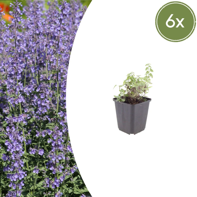 6x Katzenminze kaufen – Nepeta 'Grol' - ↕10-25cm - Ø9cm