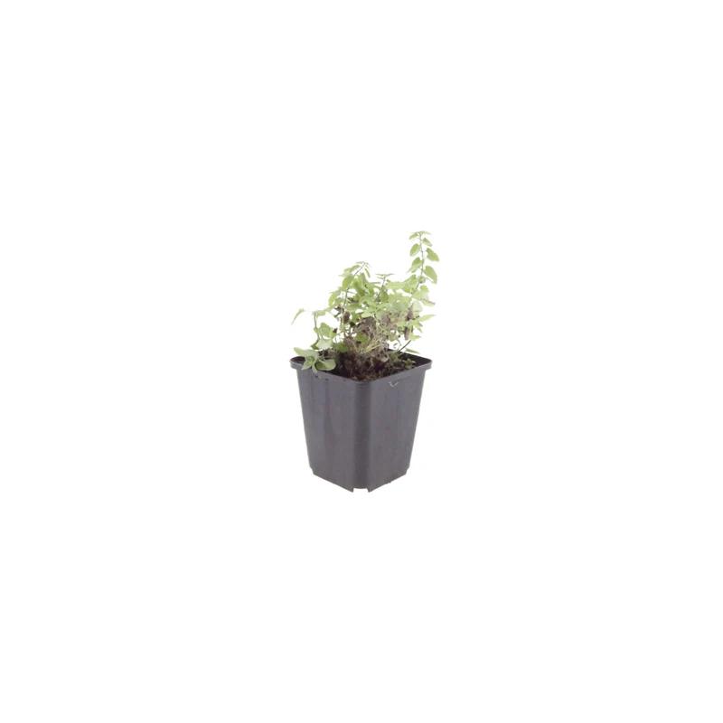 6x Katzenminze kaufen – Nepeta 'Grol' - ↕10-25cm - Ø9cm