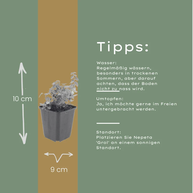 6x Katzenminze kaufen – Nepeta 'Grol' - ↕10-25cm - Ø9cm