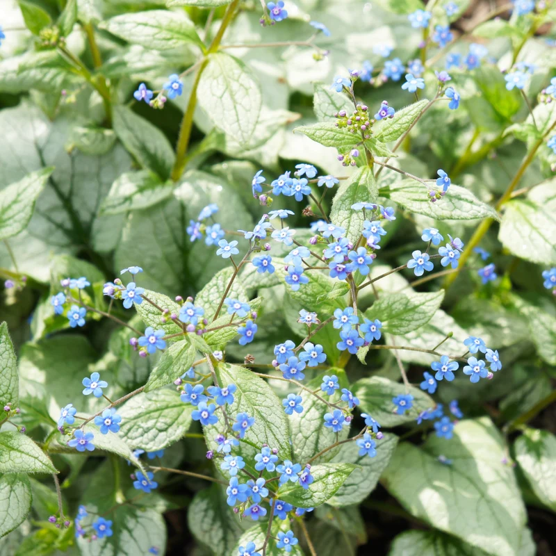 6x Kaukasus-Vergissmeinnicht 'Jack Frost' kaufen – Brunnera macrophylla | Blattschmuck für Schatten