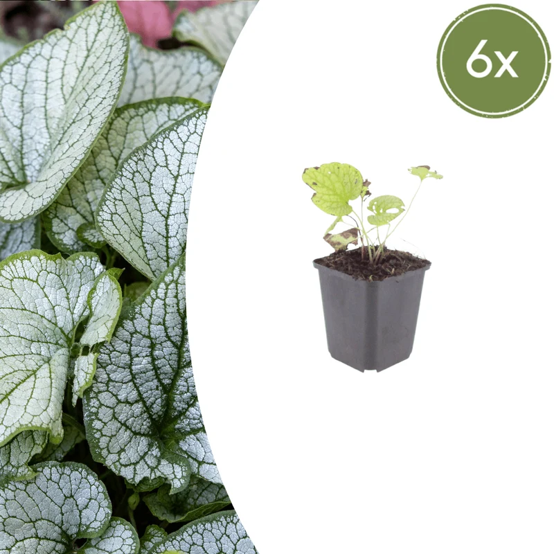 6x Kaukasus-Vergissmeinnicht 'Jack Frost' kaufen – Brunnera macrophylla | Blattschmuck für Schatten