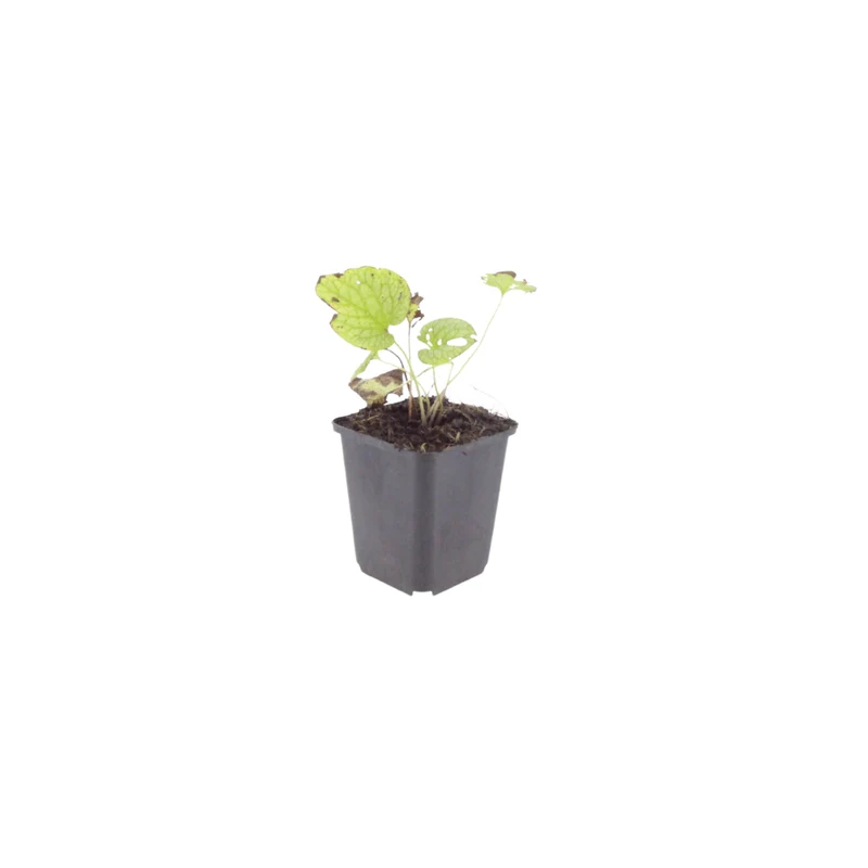 6x Kaukasus-Vergissmeinnicht 'Jack Frost' kaufen – Brunnera macrophylla | Blattschmuck für Schatten