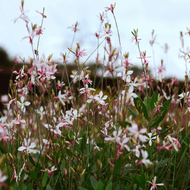 6x Prachtkerze kaufen – Gaura l. 'Whirling Butterflies' - ↕10-25cm - Ø9cm