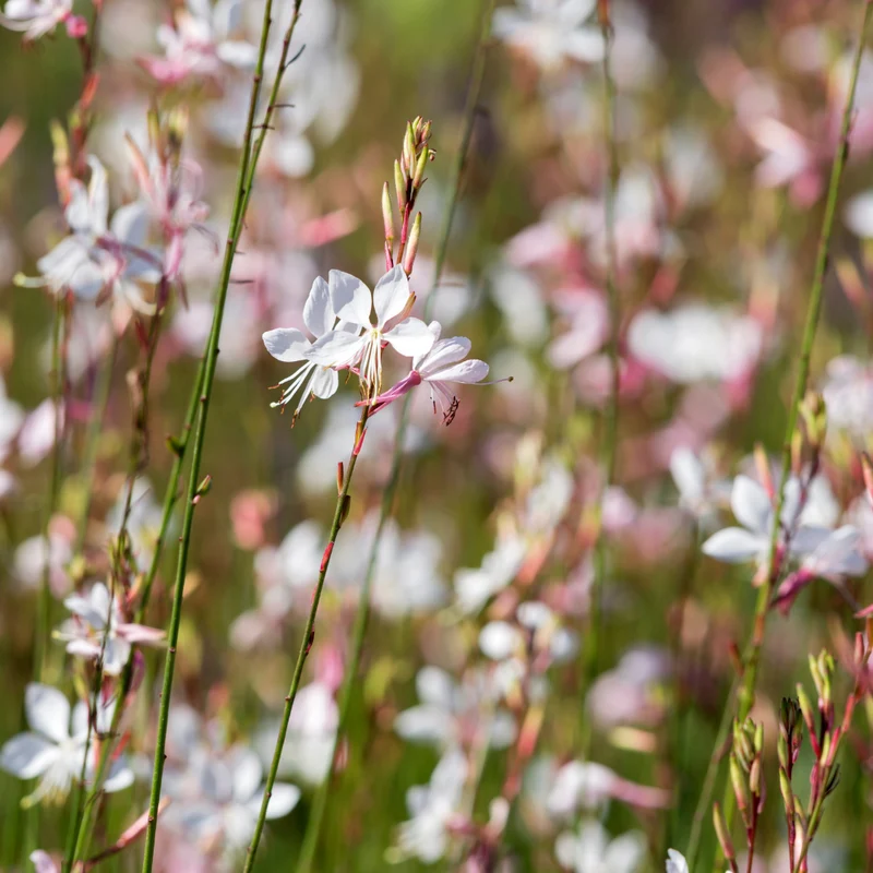 6x Prachtkerze kaufen – Gaura l. 'Whirling Butterflies' - ↕10-25cm - Ø9cm