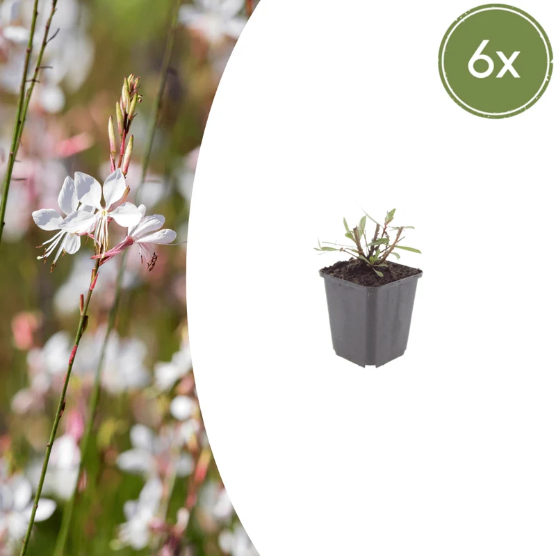 6x Prachtkerze kaufen – Gaura l. 'Whirling Butterflies' - ↕10-25cm - Ø9cm