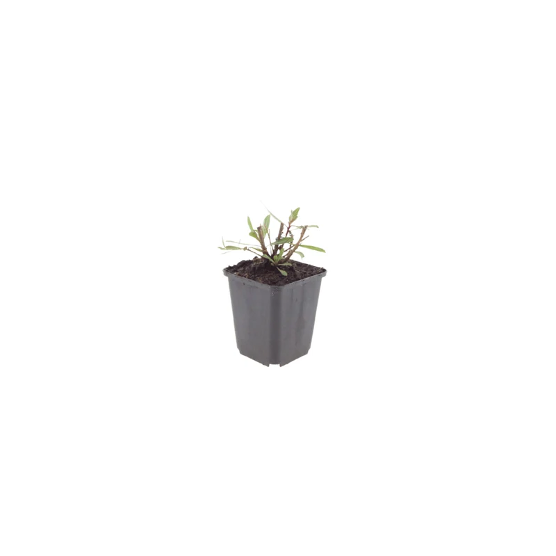 6x Prachtkerze kaufen – Gaura l. 'Whirling Butterflies' - ↕10-25cm - Ø9cm