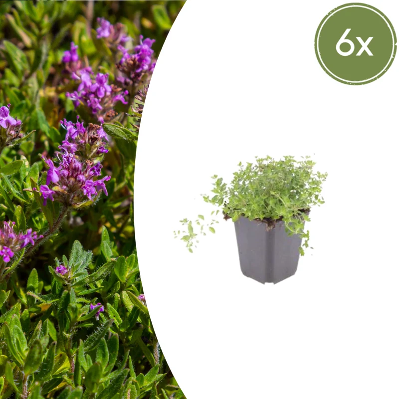 6x Thymus Serpyllum - Höhe 10-25 cm - Ø 9 cm