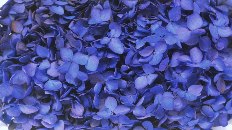 Konservierte Hortensie Anna - 1 Kopf - Majorelle blau