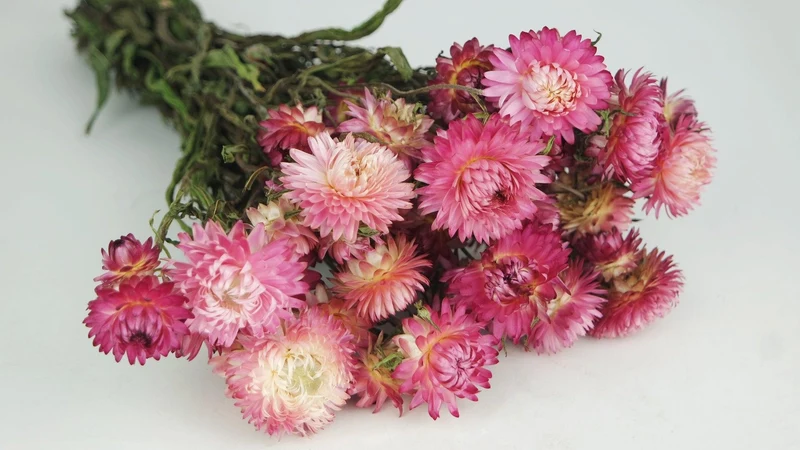 Strohblumen - 1 Strauß - Naturfarbe rosa