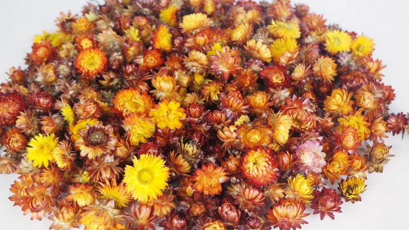 Strohblumen Köpfe - 200 g - Naturfarbe Flamme