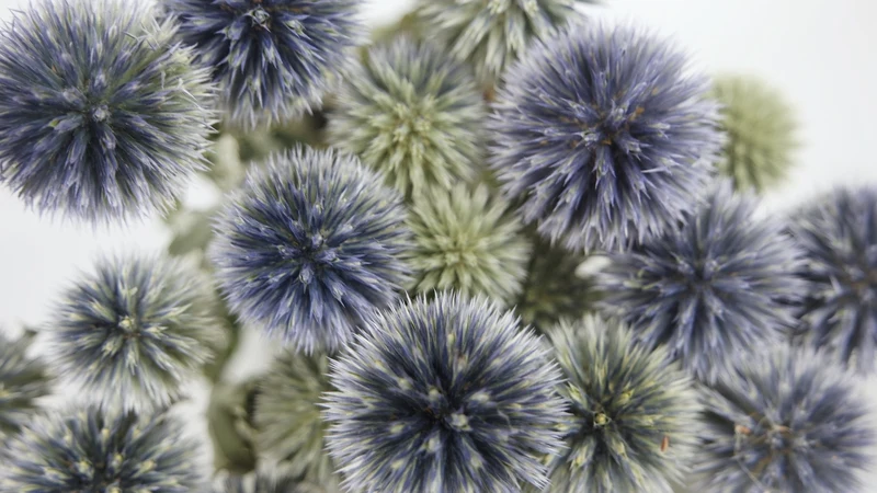 Disteln getrocknet - 1 Bund - Naturfarbe blau