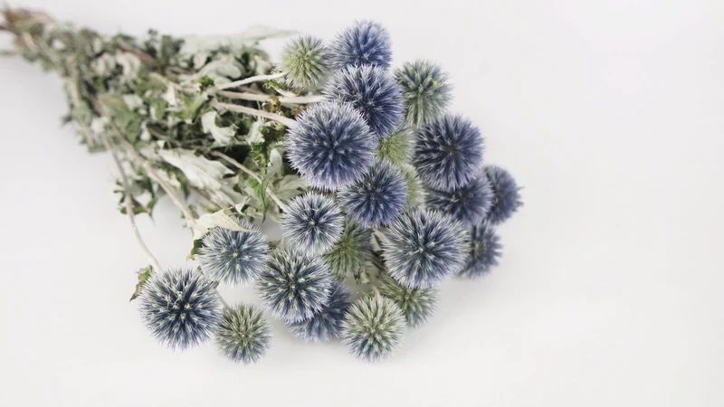 Disteln getrocknet - 1 Bund - Naturfarbe blau