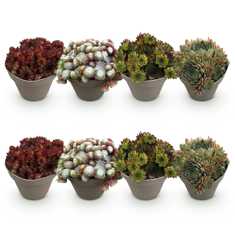 Sempervivum Big Sam – 8x winterharte Bodendecker