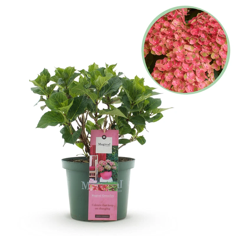 Hortensie - Hydrangea Magical Green Fire - Rosa Grün - Topf 23cm Höhe 55cm